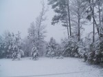Snowfall of 2011-my treeline...